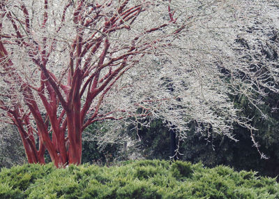 Close-up of fresh flower tree