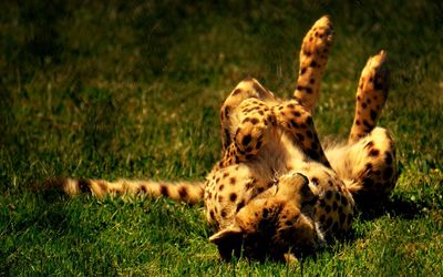 Cheetah relaxing on grassy field