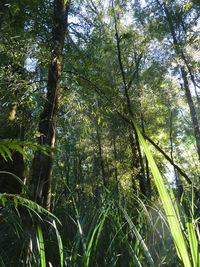 Low angle view of bamboo trees in forest