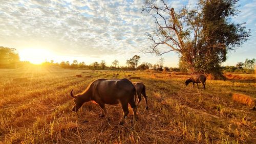 Cows grazing on field against sky during sunset