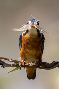 Close-up of bird perching on branch