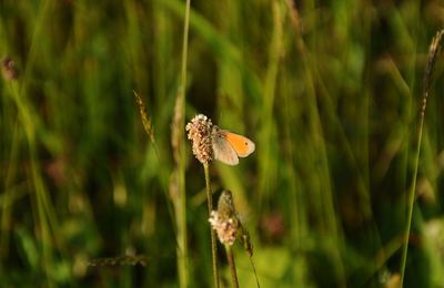 Close-up of butterfly on flower