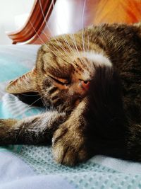 Close-up of cat sleeping on bed
