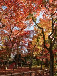 Low angle view of trees in park during autumn