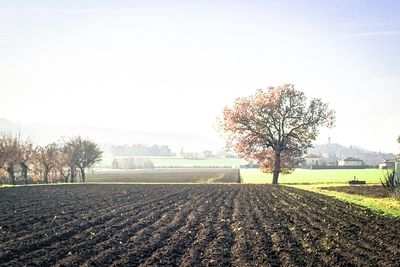 Trees on field against sky