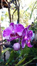 Close-up of purple iris flower