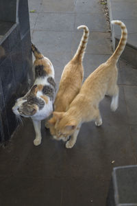High angle view of cats on floor