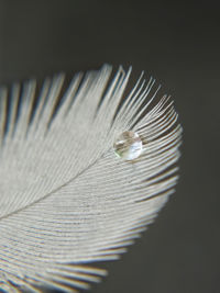 Close-up of feather against white background