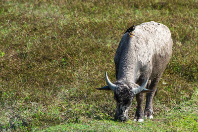 Horse grazing in grass