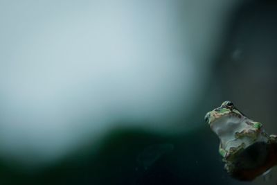 Close-up of turtle in water