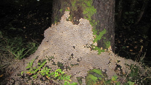 Plants growing on tree trunk