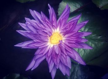 Close-up of purple flower