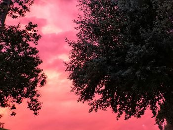 Low angle view of silhouette tree against sky during sunset