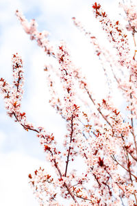 Low angle view of cherry blossom tree