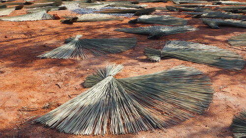 High angle view of dry plants on land