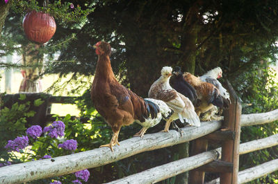 Low angle view of birds perching on tree