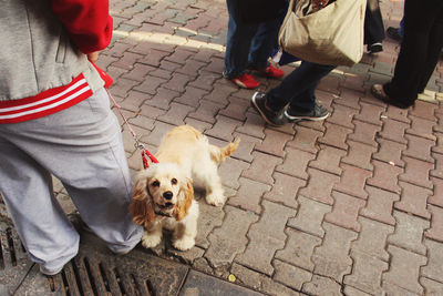 Low section of man with dog