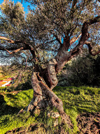 Tree trunk on field