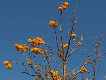 Low angle view of flower tree against sky