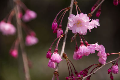 Close-up of pink flowering plant
