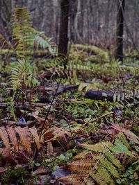Plants and trees in forest