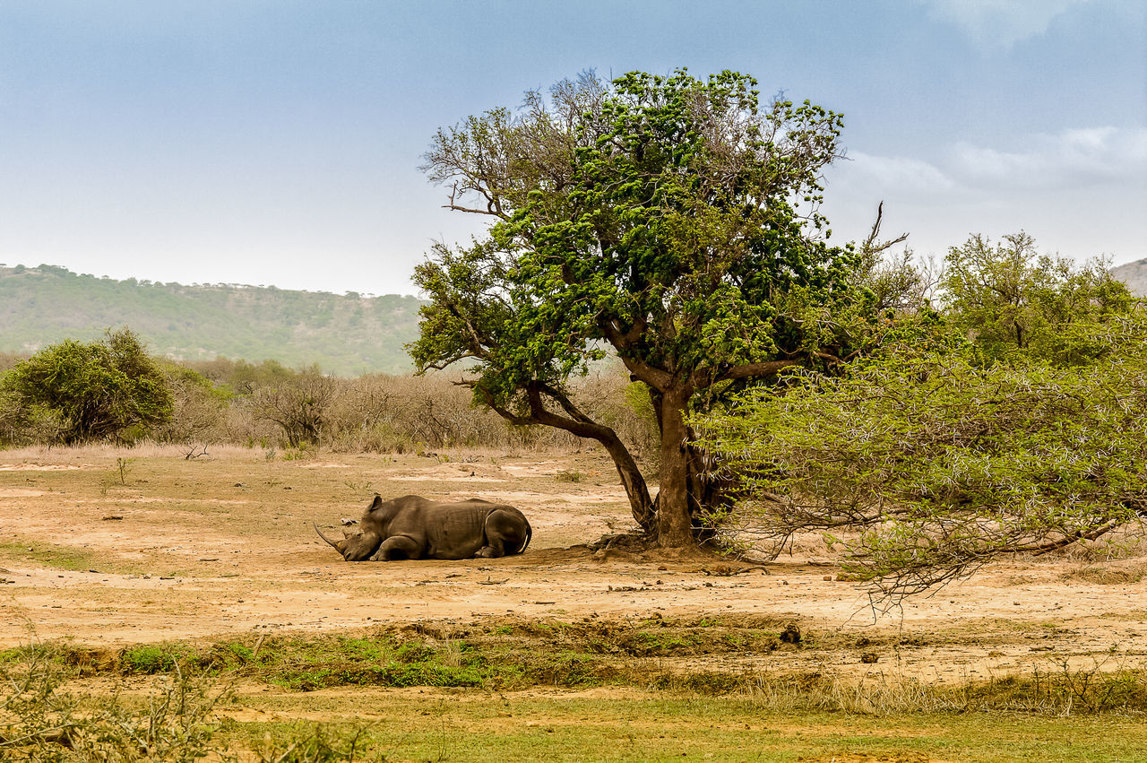 Relaxing rhino