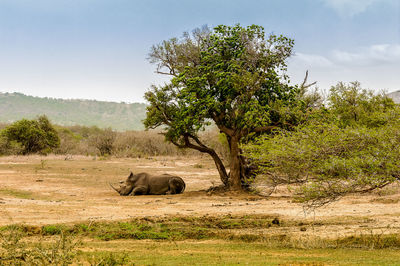 Rhinoceros relaxing by tree on field