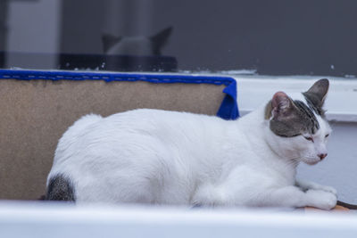 Close-up of a white cat