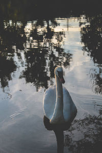 Swan swimming on lake