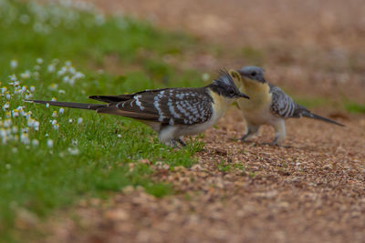 Close-up of birds perching on land