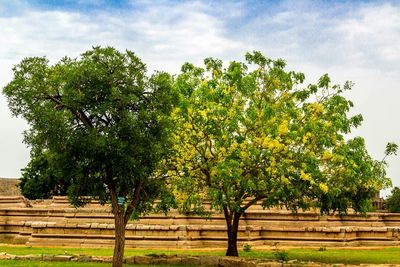 Trees against sky