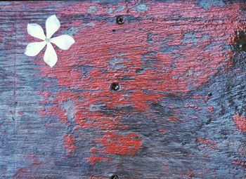 Close-up of red flower