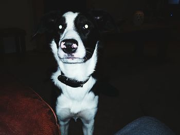 Portrait of dog sitting at home