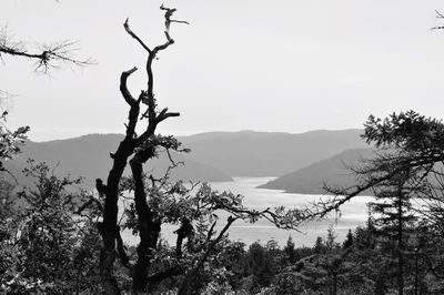 Trees on landscape against sky