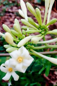 Close-up of white flowers