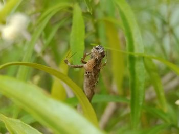 Close-up of spider on plant