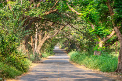 Road amidst trees in forest