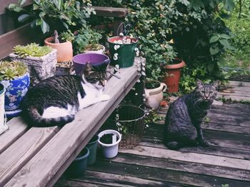 Flower plants on table