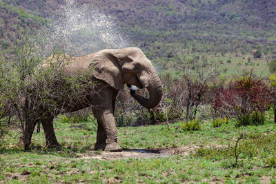 Side view of elephant standing on land