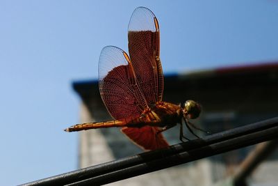 Close-up of insect against blue sky