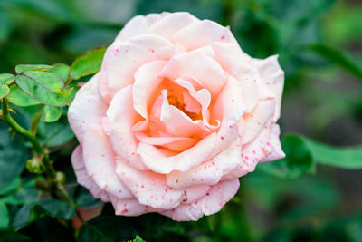 Close-up of pink rose