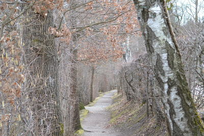 Bare trees in forest