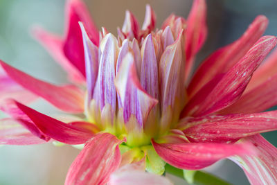 Close-up of pink lily