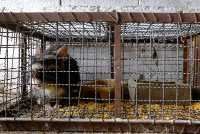 View of a dog in cage