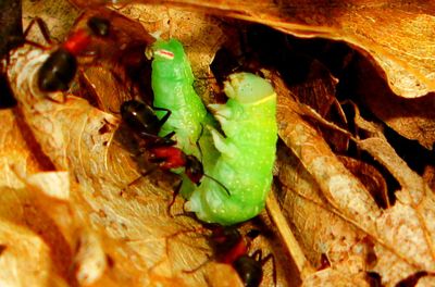 Close-up of insect on leaf