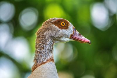 Close-up of bird