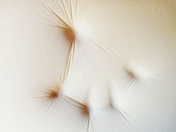 Close-up of white dandelion