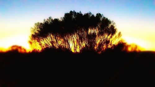 Silhouette of trees at sunset