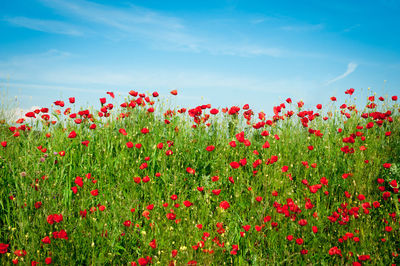 Red flowers blooming against sky