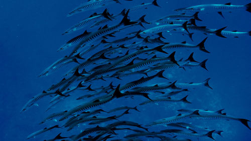 Fish swimming in sea